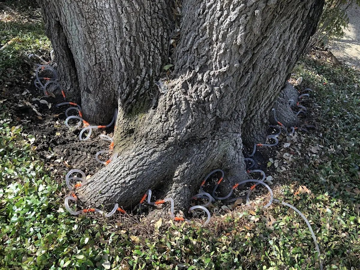 Detailed Tree Cabling and Bracing job site in Mc Ewen